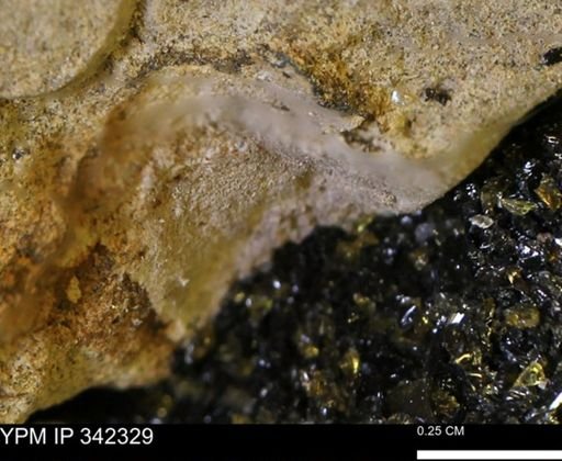 undet. Mollusca