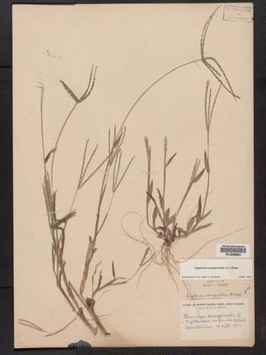 Digitaria sanguinalis