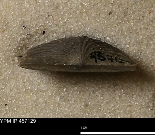 Stropheodonta sp.