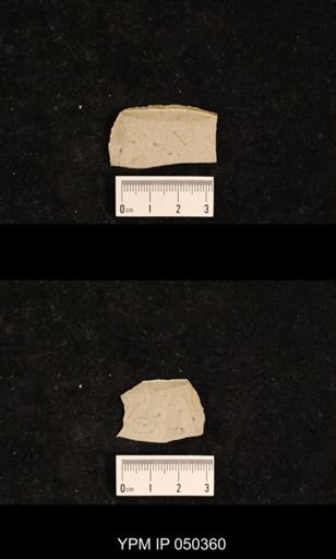 undet. Hexapoda