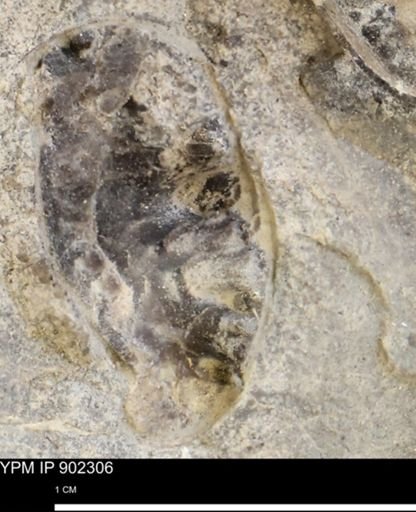 Baculites sp.