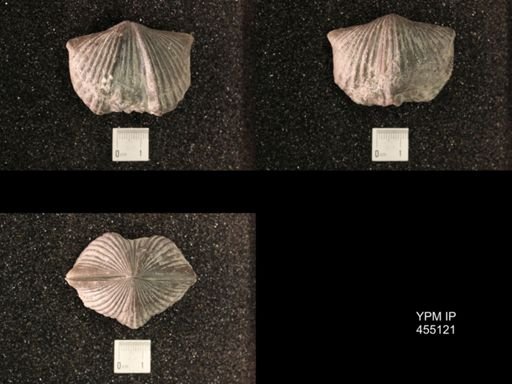 Platystrophia ponderosa var.