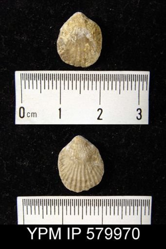 undet. Atrypida