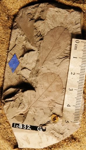 Celastrophyllum newberryanum
