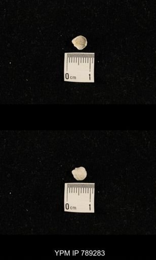 undet. Brachiopoda