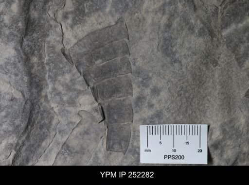 Eurypterus sp.