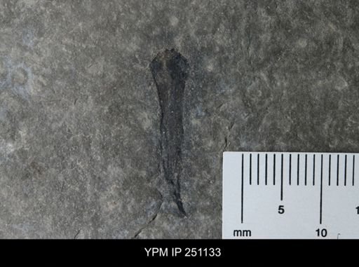 Cooksonia sp.