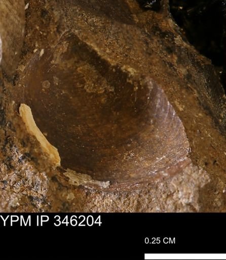 Limopsis striatopunctatus