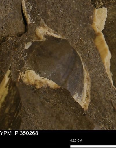undet. Bivalvia