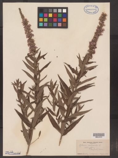 Lythrum salicaria