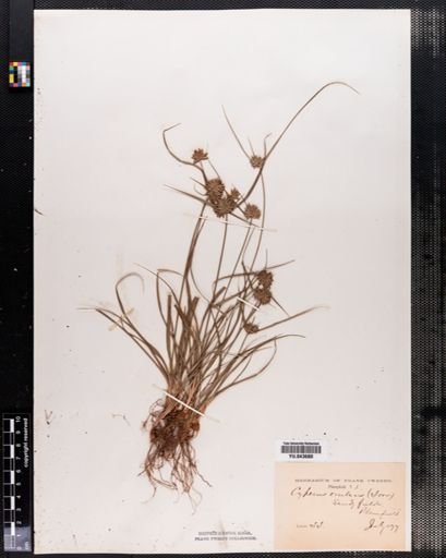 Cyperus filiculmis