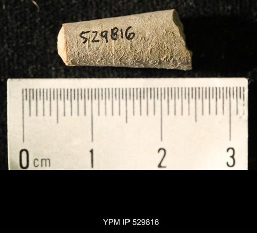Pseudorthoceras knoxense