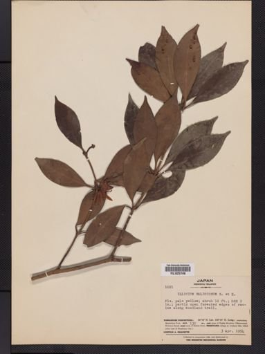 Illicium