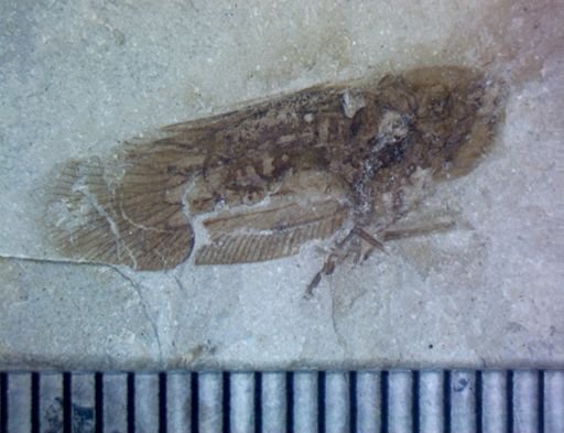 undet. Hemiptera