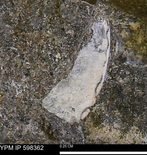 Limopsis striatopunctatus