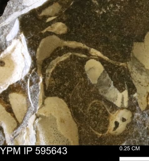 Protocardia sp.