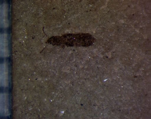 undet. Staphylinidae
