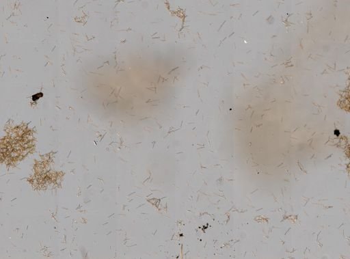 Callyspongia vaginalis