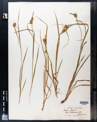 Carex flava