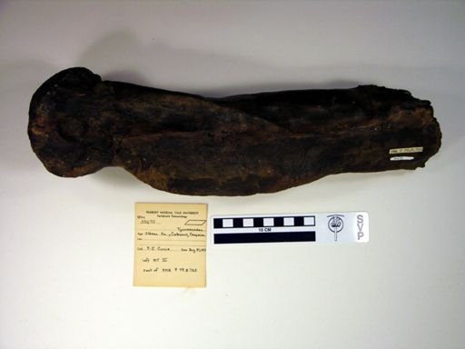 Tyrannosauridae