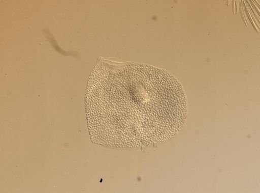 Lagisca impatiens