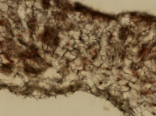 Haliclona oculata