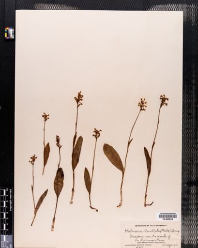 Habenaria clavellata