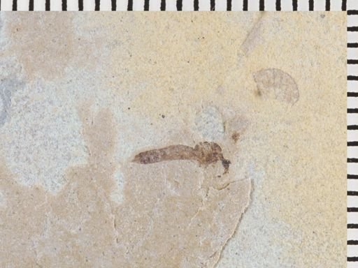 Auchenorrhyncha?