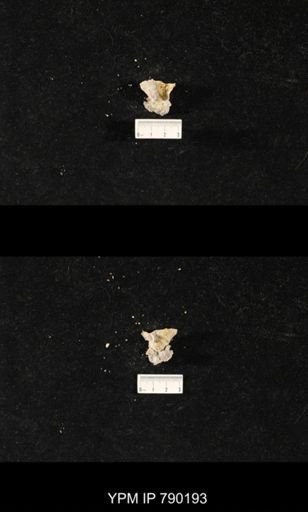 Leptodus sp.