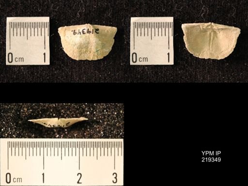 Chonetes granulifer