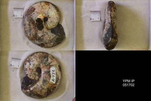 Hoploscaphites nicolletii