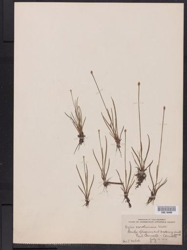 Plantae