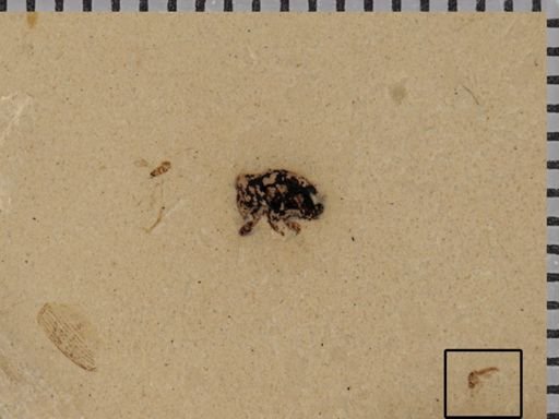 undet. Diptera