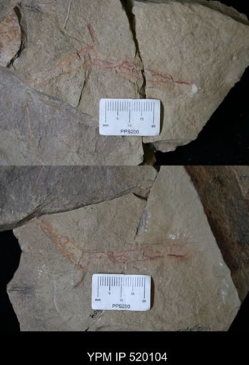 undet. Ichnofossil
