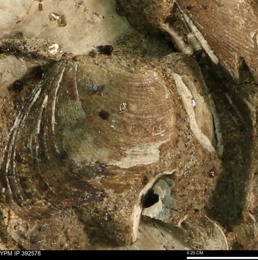 Protocardia subquadrata
