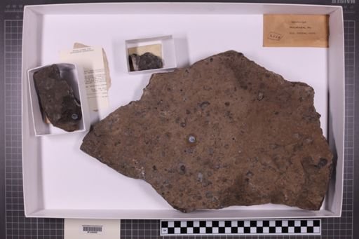 mixed taxa, stratigraphic collection