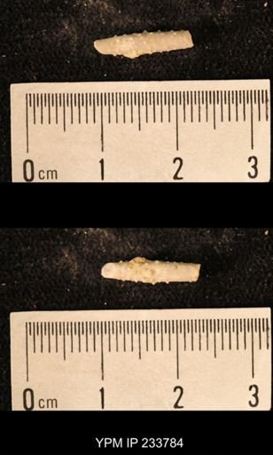 Archaeocidaris sp.