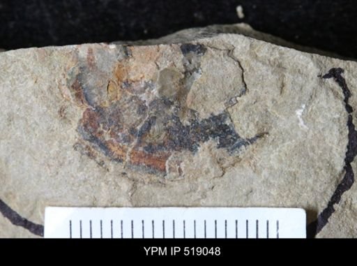 undet. Brachiopoda