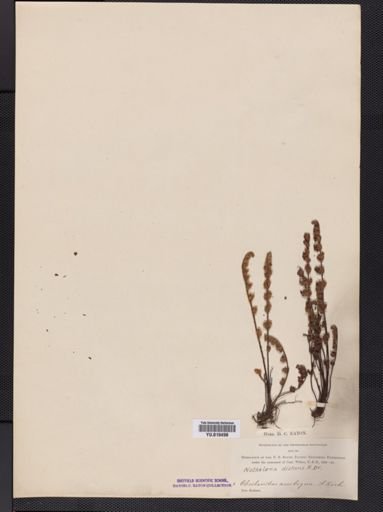 Notholaena