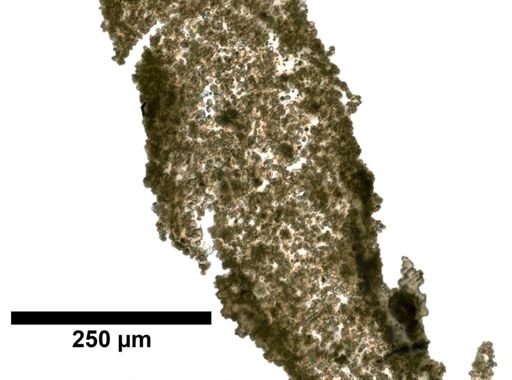 Phyllogorgia quercifolia