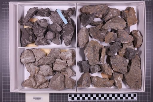 mixed taxa, stratigraphic collection