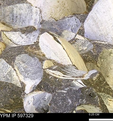 Limopsis striatopunctatus