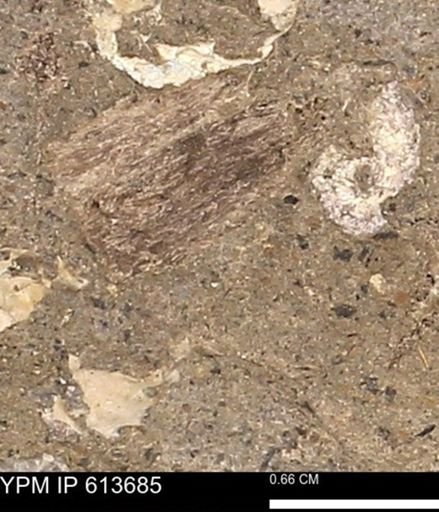 Scaphites sp.