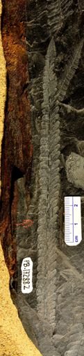 Pecopteris sp.