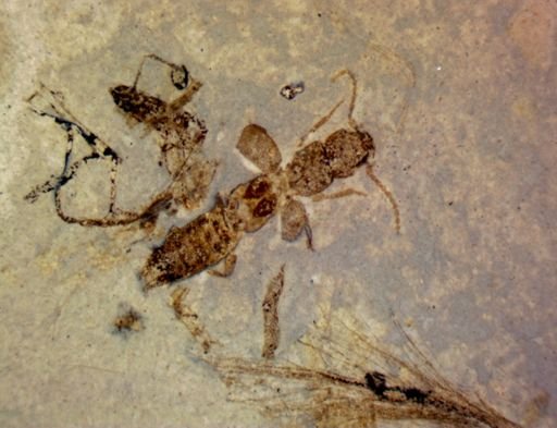 undet. Staphylinidae