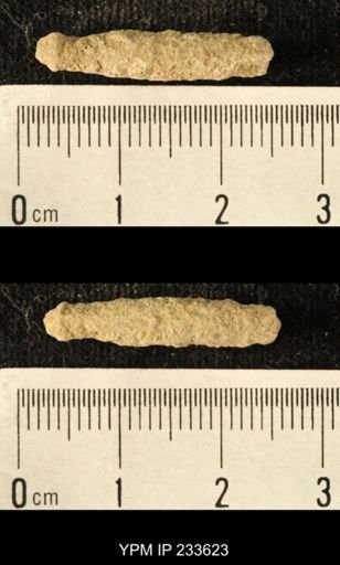 Archaeocidaris sp.