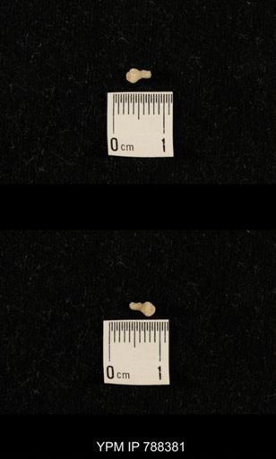 taxon undetermined