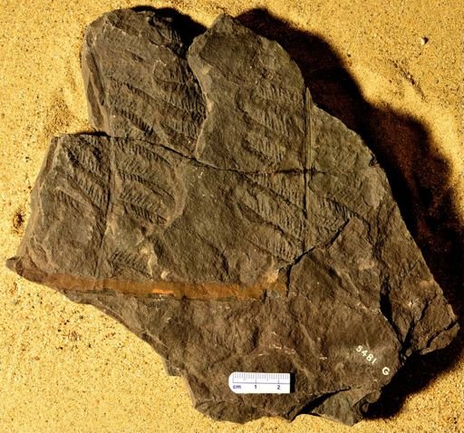 Pecopteris inflata