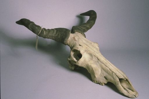 Alcelaphus buselaphus
