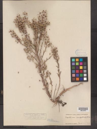 Lepidium campestre